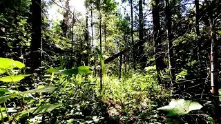Путешествие по лесу. Футаж для видеомонтажа 