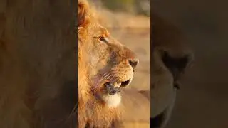 Lions Roar at LIONSROCK Big Cat Sanctuary | FOUR PAWS USA | #shorts