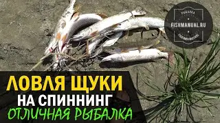 В поисках хищника. Береговая ловля 