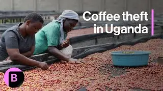 Coffee Prices so High Theft Becomes a Reality in Uganda