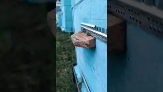 Пчелка проветривает улик 