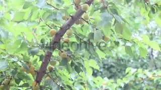 Stock Footage - Apricots 1 | VideoHive