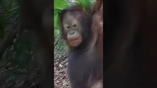 Baby Orangutans Practicing their 