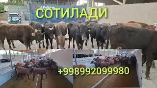 Кыргызстан парода Букалар ВА Куйлар  СОТИЛАДИ +998992099980