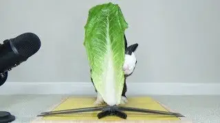 Rabbit Destroys Lettuce Leaf Bigger Than He Is  - Rabbit Eating ASMR