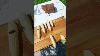 запас маток на весну #shorts