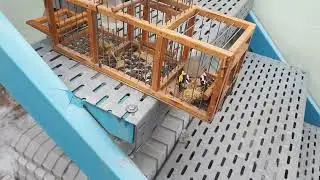 ловля певчих птиц. открытие сезона