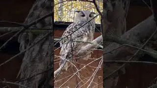МУДРАЯ ПТИЦА #shorts #animals #bird #wild #birds  #птицы #super