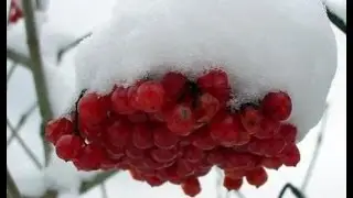 Как посадить калину, советы