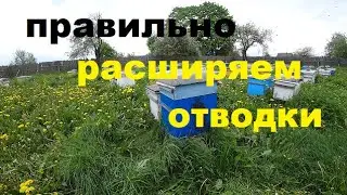 Почему Гибнут Отводки?  Как Правильно Расширять.