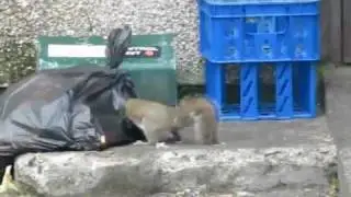 Crow challenges squirrels