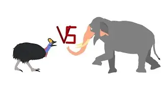 DCBA: Elephant VS Cassowary