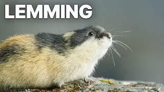 Lemming - The Little Giant of the North | Wildlife Documentary