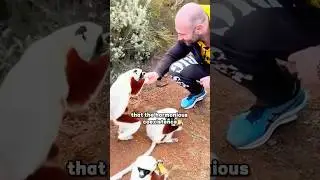 #shortvideo #shorts #animal #funny