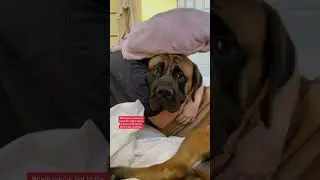 My giant dog gets SUFFOCATED with a kiss attack (just kidding) 