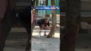 Подменил собаку у девушки, а потом... 😲🐕😂