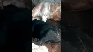 Barchangizga Ramazon hayiti muborak bo‘lsin aziz obunachilar.