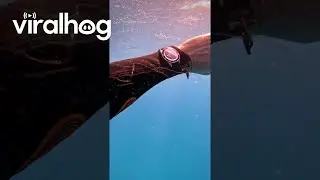 Odd Sea Creature Appears to Mimic Divers Watch || ViralHog