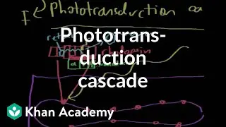 The phototransduction cascade | Processing the Environment | MCAT | Khan Academy