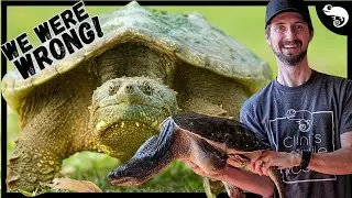 We Have Been Completely Wrong About Snapping Turtles!