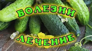 The main diseases of cucumbers and their treatment. Seven major cucumber diseases!