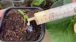 Tomato Seedlings Will Grow Like Crazy If You Water Them With This!