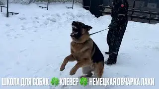 Школа для собак 🍀Клевер🍀. Дрессировка немецкой овчарки Лаки по курсу «Городская защитная собака»