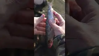 How to hook a deadbait 