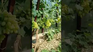 Виноград Лора