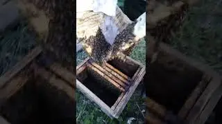Пересаживаю - пойманный рой из ловушки в улей