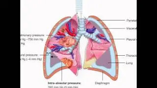 Can Mesothelioma be treated