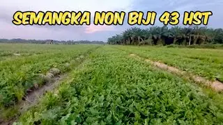 Update Perkembangan Semangka 🍉 NON BIJI Madrid F1 Usia 43 HST