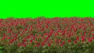 Roses Green Screen Video-Free Green Screen Videos