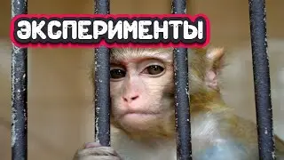Развитие способностей. Эксперименты
