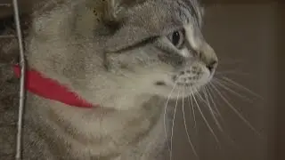 Fort McMurray evacuees reunite with pets
