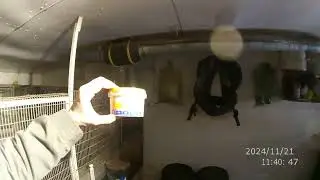 ЛЕЧИМ УШИ СОБАКИ