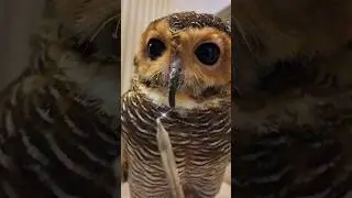 Oh No! Bibib know how to use Voodoo Magic! 🦉🧙‍♀️😭