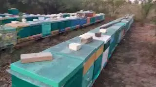 Состояние пчёл на 26 09 2023