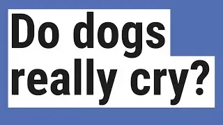 Do dogs really cry?