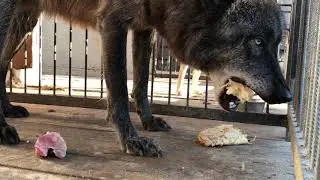 Волк с жадностью ест блины, Канадский волк Акела. Wolf eats pancakes greedily, Canadian wolf Akela