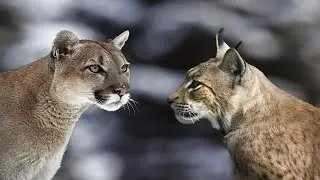 PUMA IN BUSINESS! Mountain Lion vs. Lynx, Guanaco, Eagle, Sloth, Deer and Capybara