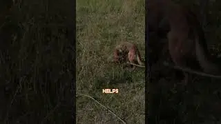 Brave good boys are being trained to help clear mines in Ukraine