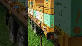 Облёт пчёл а не рой 
