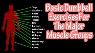 Basic Dumbbell Exercises For The Major Muscle Groups In The Body - Workout For Beginners At Home