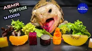 ASMR Mukbang Eating 14 Foods ✨ Turtle Tortoise 143
