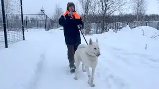 ЩЕНКИ ОТ ГИГАНТОВ 😱‼️Выбираем имя щенкам. Что за ПОРОДА ⁉️ ВОЛЭНДЫ В ДЕЛЕ.