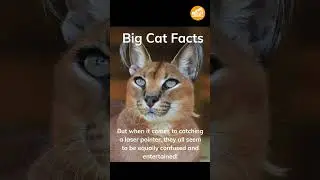 Big Cat Facts #1