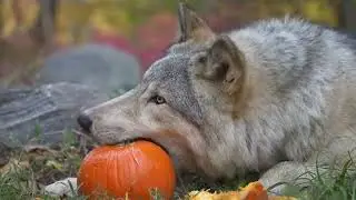 Gray Wolf Eats Pumpkin to Celebrate Halloween