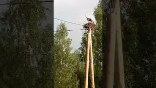 радуга