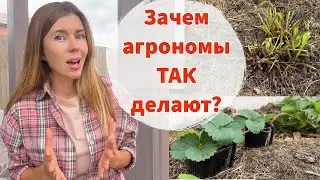 СРОЧНО СДЕЛАЙТЕ ЭТО С КЛУБНИКОЙ В АВГУСТЕ, ЧТОБЫ В СЛЕДУЮЩЕМ ГОДУ ПОЛУЧИТЬ ОБИЛЬНЫЙ УРОЖАЙ